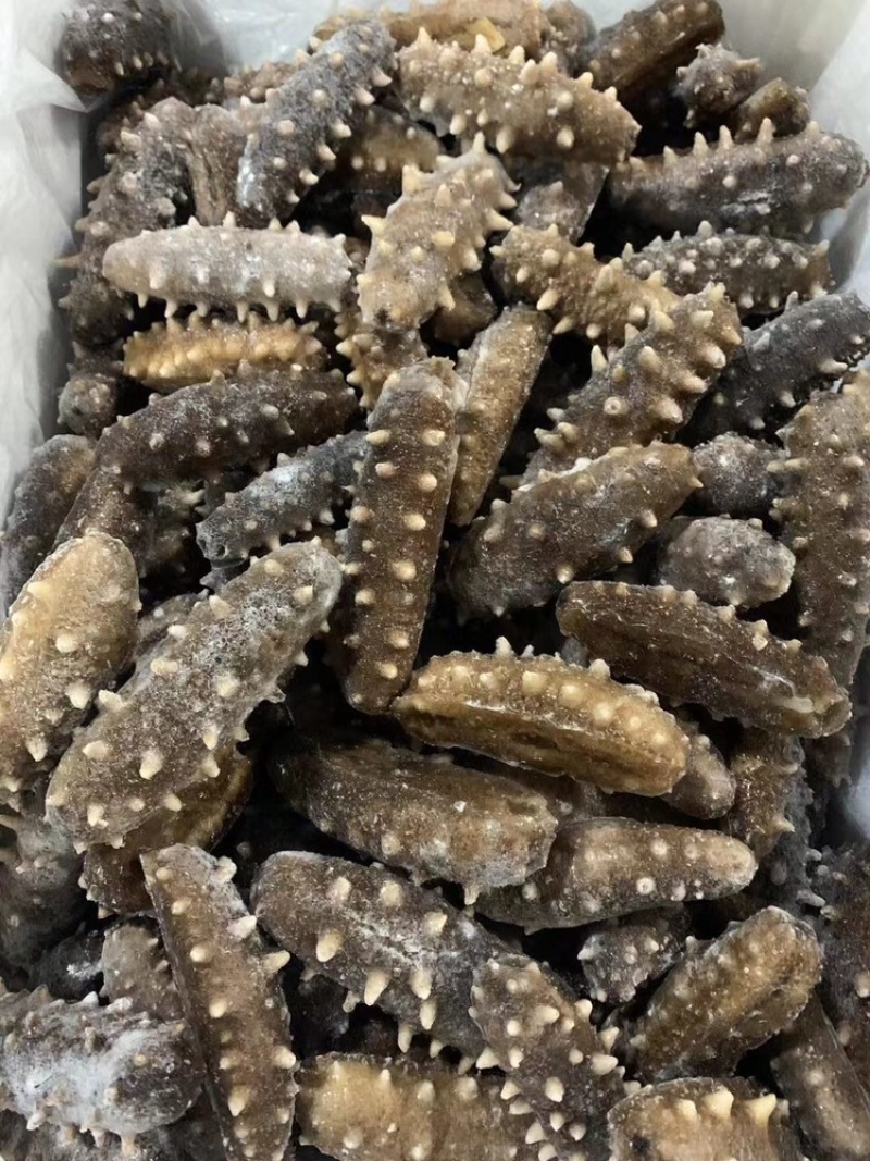 即食海参免泡发，新鲜加热即食口感鲜嫩Q弹