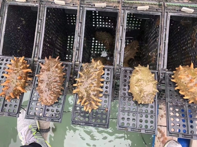 即食海参免泡发，新鲜加热即食口感鲜嫩Q弹