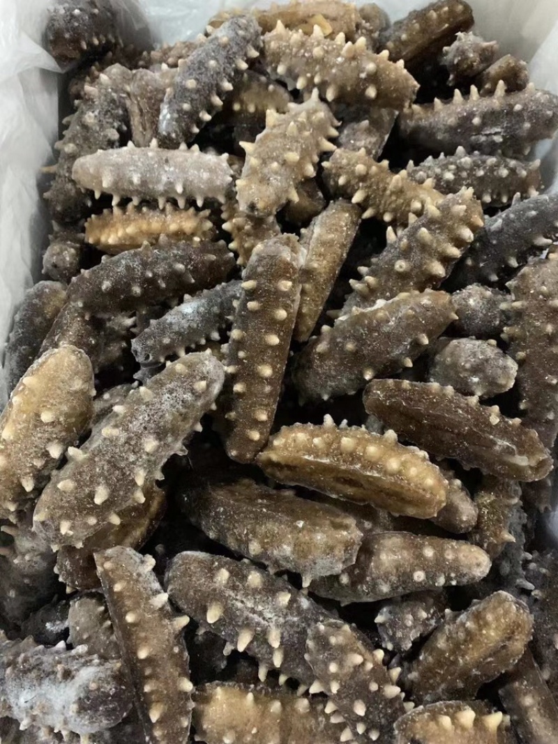 即食海参免泡发，新鲜加热即食口感鲜嫩Q弹