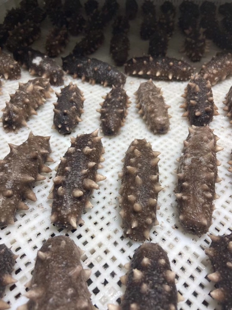 即食海参免泡发，新鲜加热即食口感鲜嫩Q弹