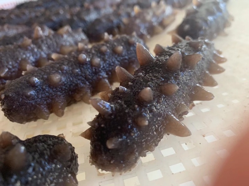 即食海参免泡发，新鲜加热即食口感鲜嫩Q弹