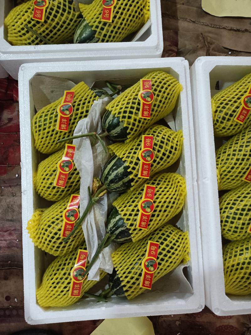 莘县博洋甜瓜，博洋9-91大量有货，可供商超电商市场出口