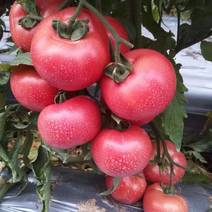 大型基地种植，西红柿，