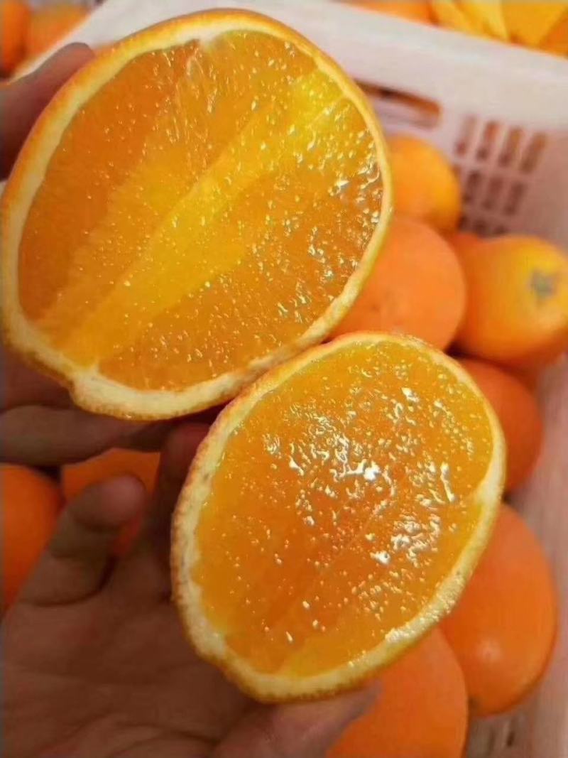 《伦晚脐橙》挂树鲜果批发汁多味甜质优价廉对接全国客商