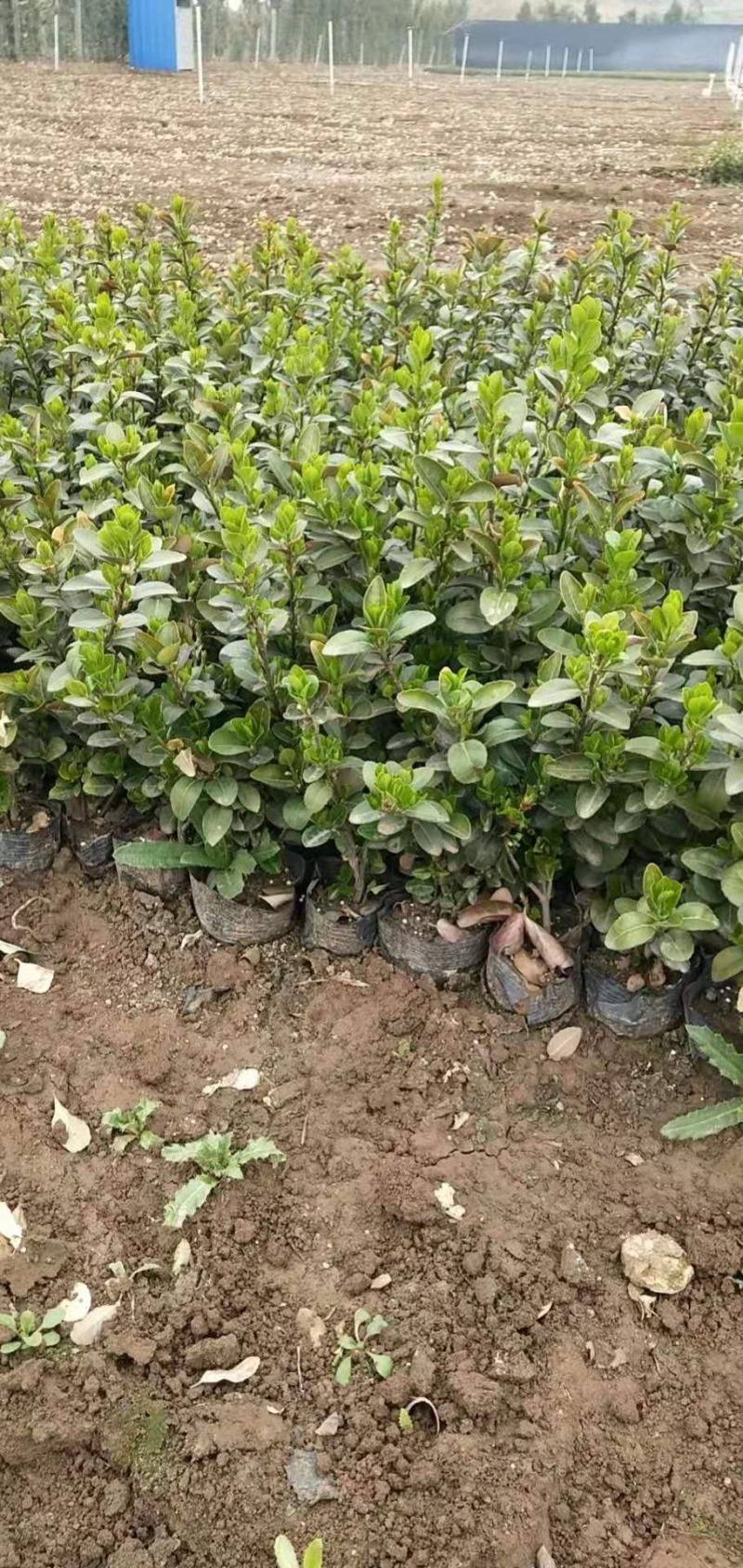 卫茅，色块卫矛，色块胶东卫矛，二分枝以上卫茅，