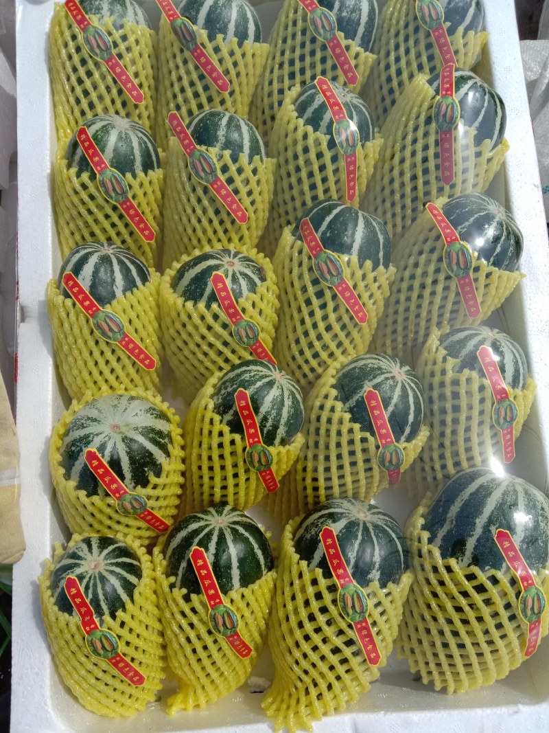 乐亭甜瓜大量上市，期待与各地采购商，通过一亩田做生意！