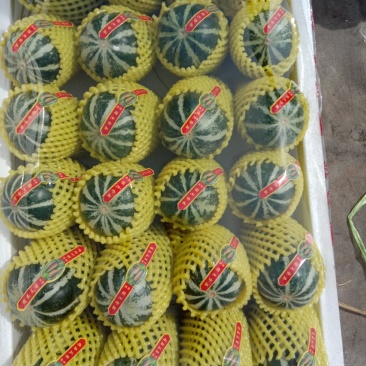 乐亭甜瓜大量上市，期待与各地采购商，通过一亩田做生意！