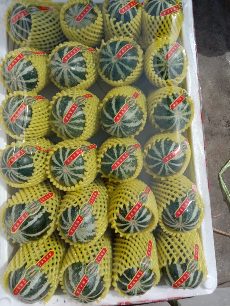 乐亭甜瓜大量上市，期待与各地采购商，通过一亩田做生意！