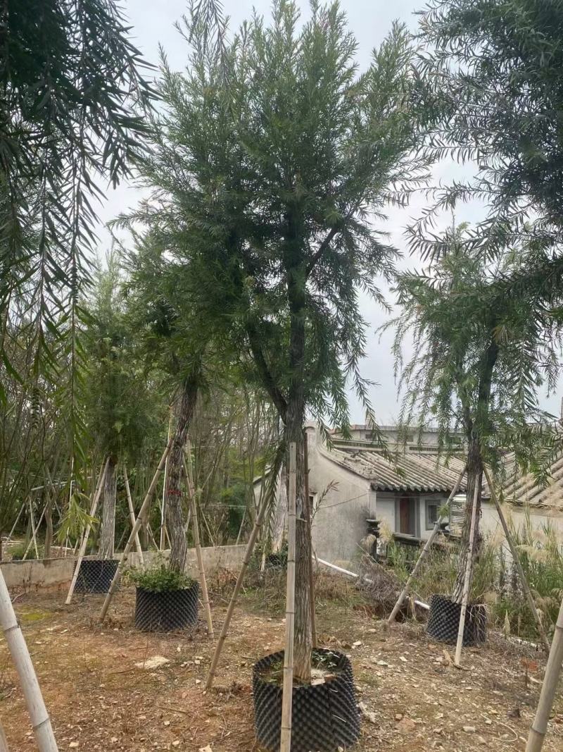 串钱柳(红千层)12-15分，靓货