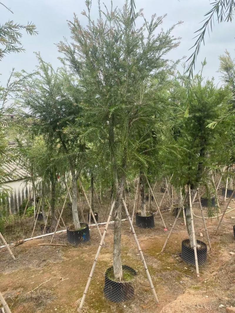 串钱柳(红千层)12-15分，靓货
