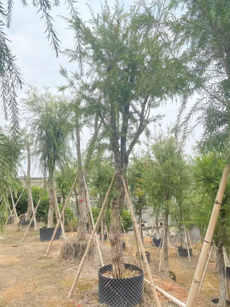 串钱柳(红千层)12-15分，靓货