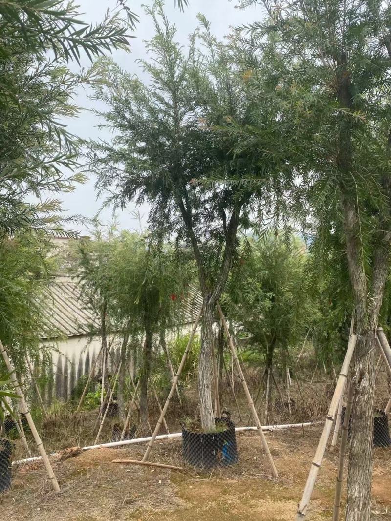 串钱柳(红千层)12-15分，靓货