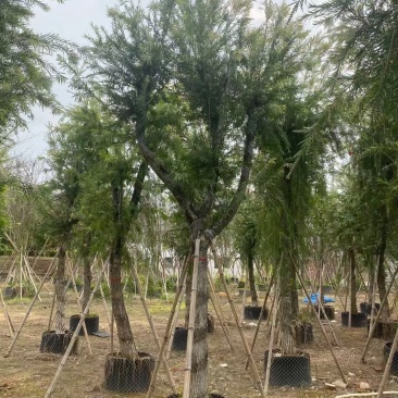 串钱柳(红千层)12-15分，靓货
