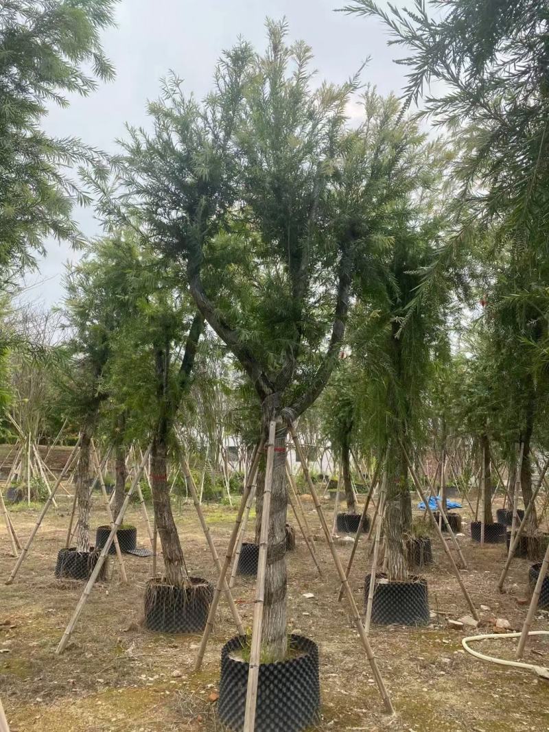 串钱柳(红千层)12-15分，靓货