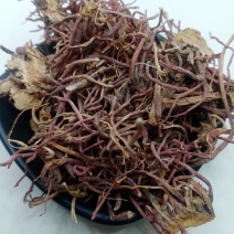 紫苑中药材批发紫苑