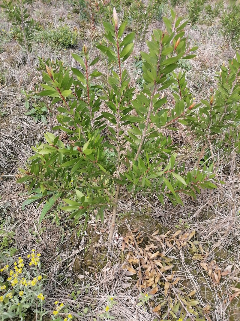 美花红千层批发价出售