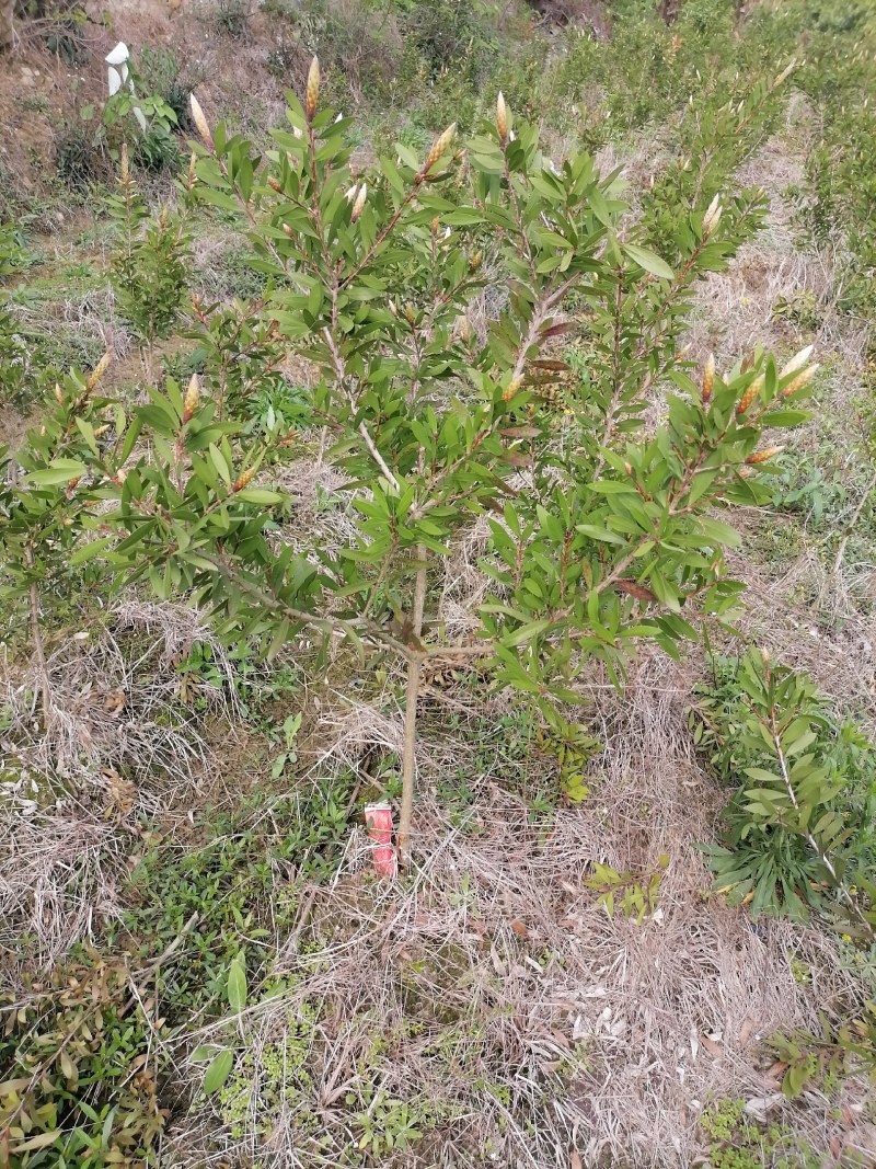 美花红千层批发价出售