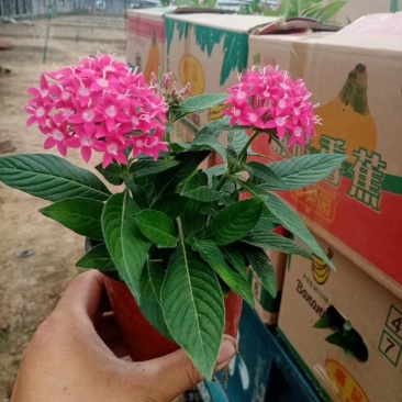 四种颜色繁星花繁星花基地五星花基地基地供应繁星花