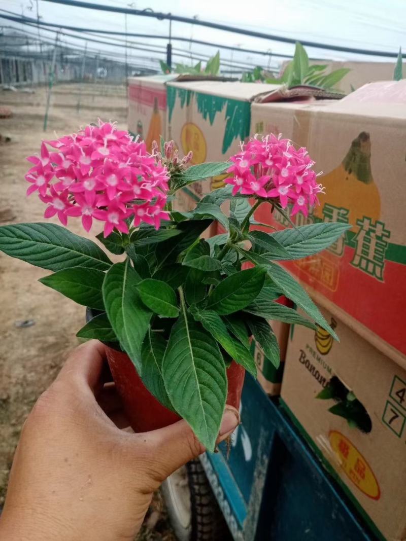四种颜色繁星花繁星花基地五星花基地基地供应繁星花