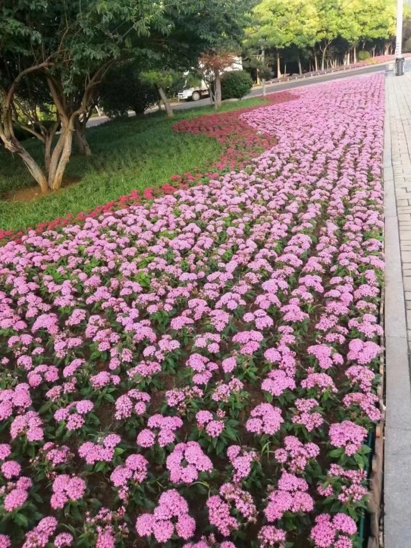 四种颜色繁星花繁星花基地五星花基地基地供应繁星花