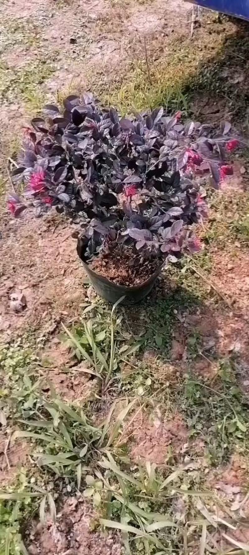 大量现货，红花继木30-40