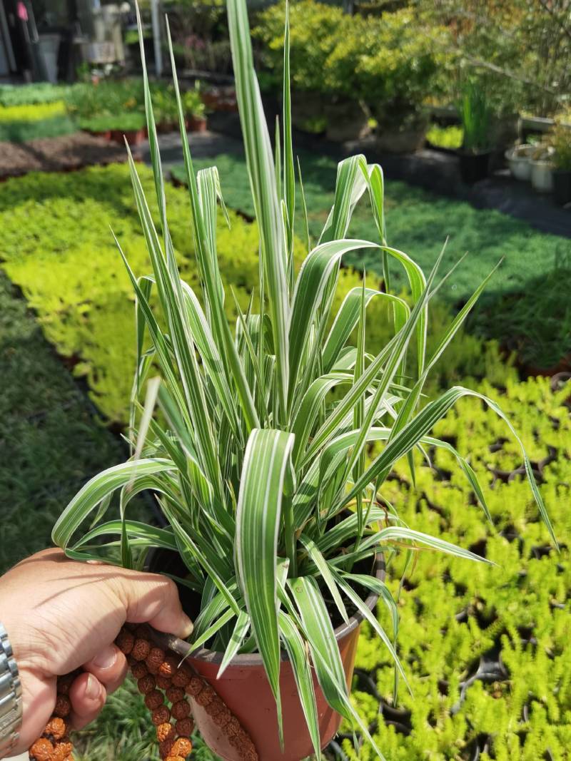 花叶玉带草，120双色杯玉带花