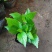 绿化八仙花，绿化绣球，绿化无尽夏绣球，多色绣球，花境绣球