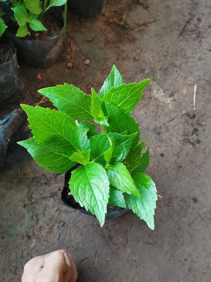 绿化八仙花，绿化绣球，绿化无尽夏绣球，多色绣球，花境绣球