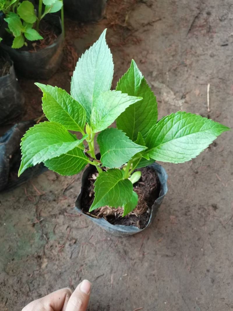 绿化八仙花，绿化绣球，绿化无尽夏绣球，多色绣球，花境绣球