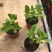 绿化八仙花，绿化绣球，绿化无尽夏绣球，多色绣球，花境绣球