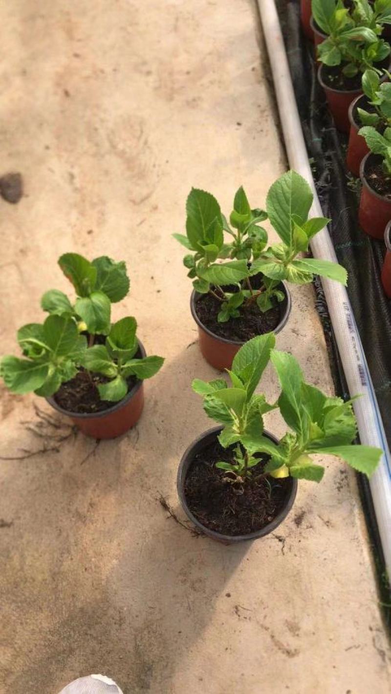 绿化八仙花，绿化绣球，绿化无尽夏绣球，多色绣球，花境绣球