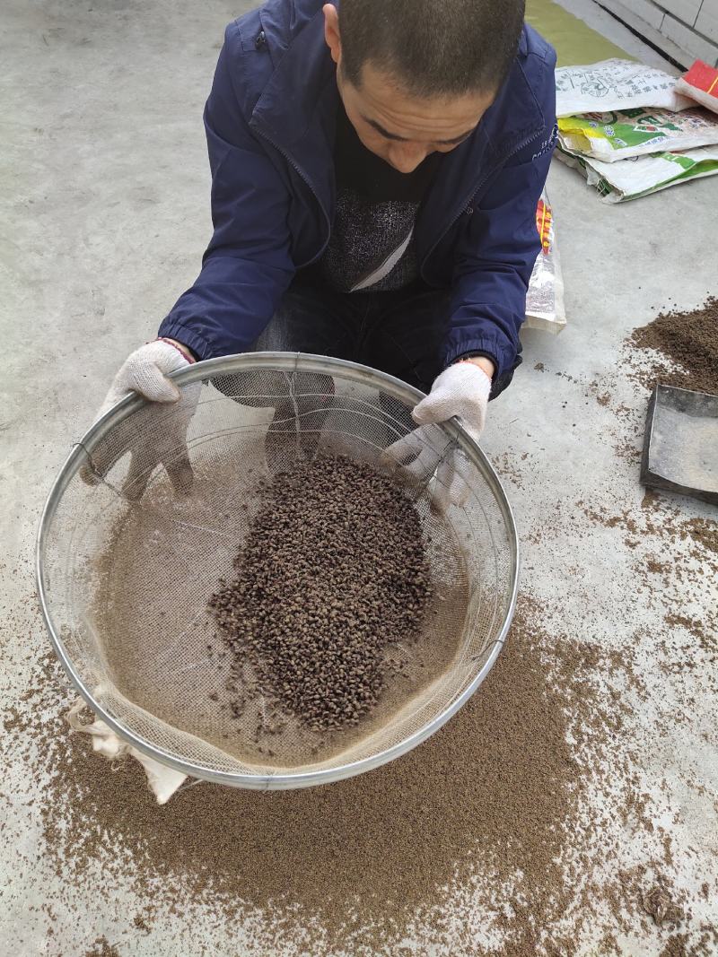 沙藏八棱海棠种子嫁接果木类优良佔木品种八棱海棠籽