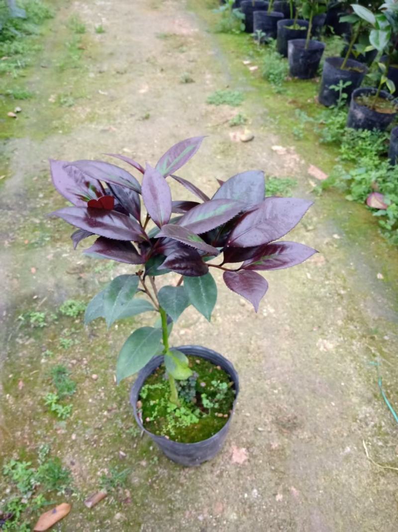 红叶贝拉茶花青叶贝拉茶花