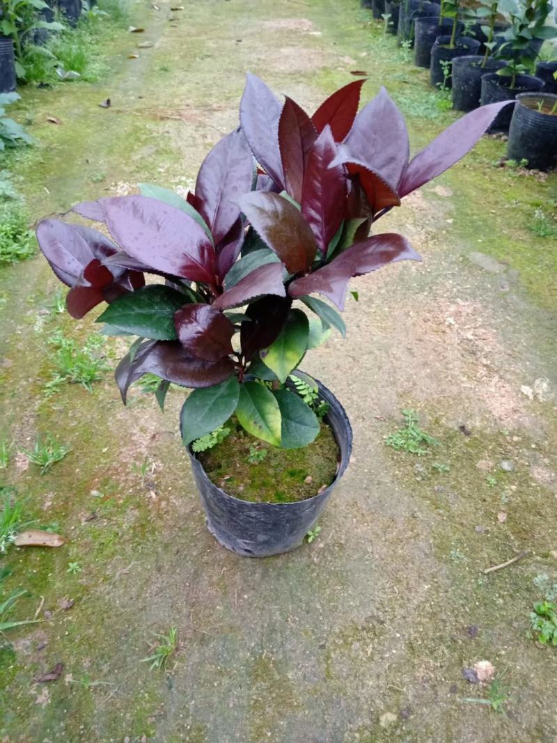 红叶贝拉茶花青叶贝拉茶花