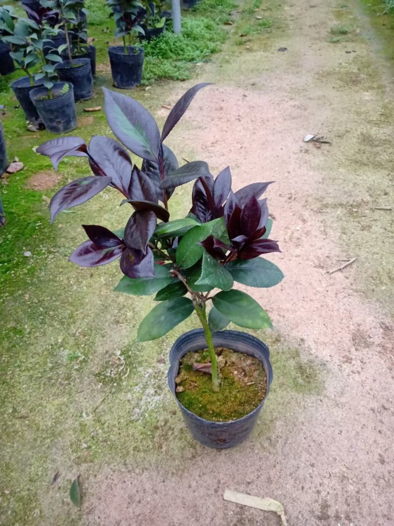 红叶贝拉茶花青叶贝拉茶花