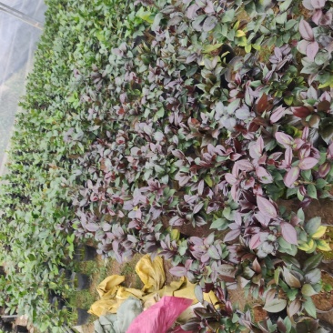 红叶贝拉茶花青叶贝拉茶花