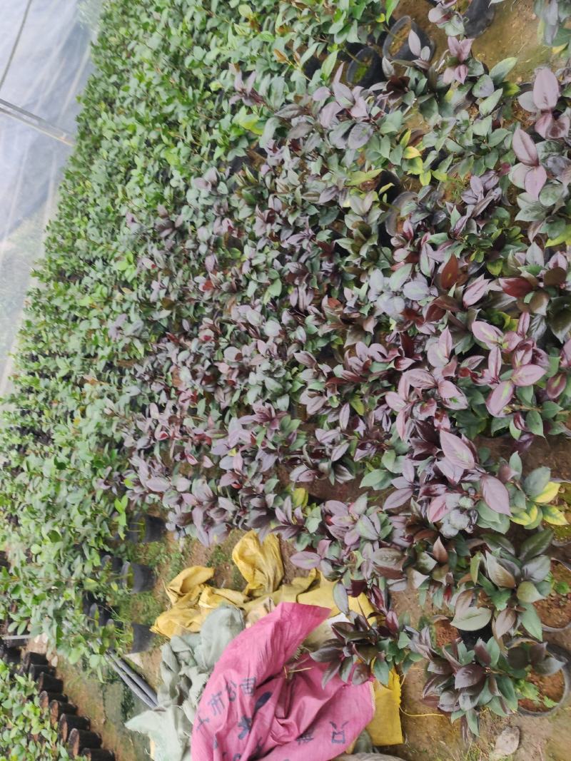 红叶贝拉茶花青叶贝拉茶花