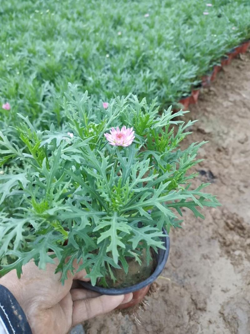优质玛格丽特，各种规格，多种颜色，质量保证！