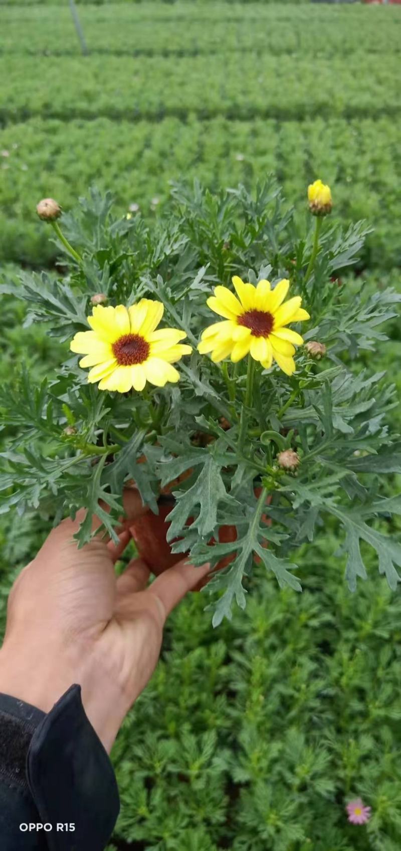 优质玛格丽特，各种规格，多种颜色，质量保证！