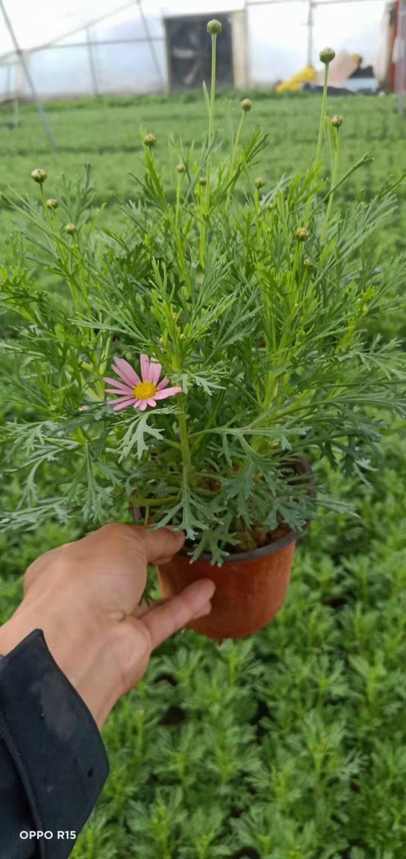 优质玛格丽特，各种规格，多种颜色，质量保证！