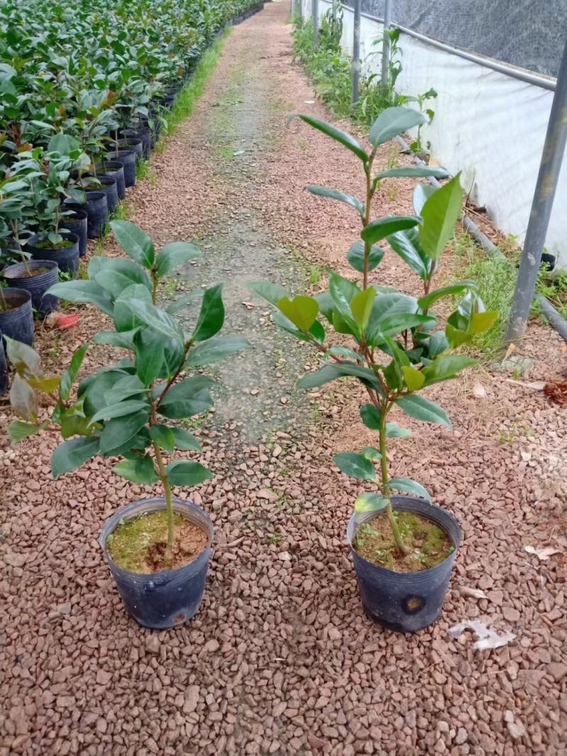 红叶贝拉茶花青叶贝拉茶花