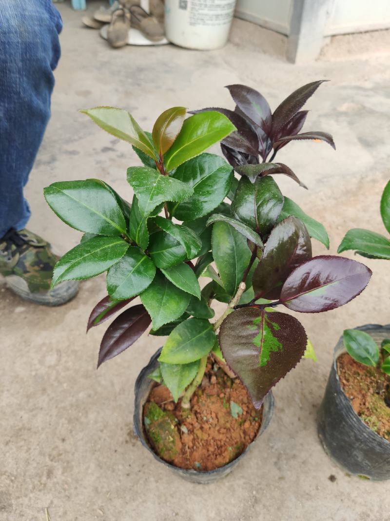 红叶贝拉茶花青叶贝拉茶花