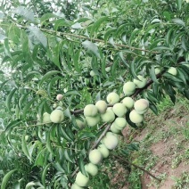 宜宾市屏山县富荣镇半边红脆李