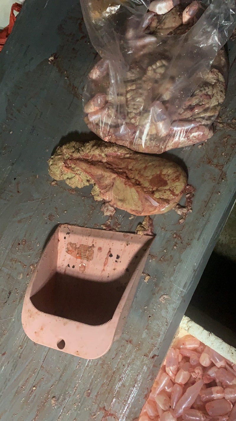 新鲜鲤鱼籽鱼泡现杀现售