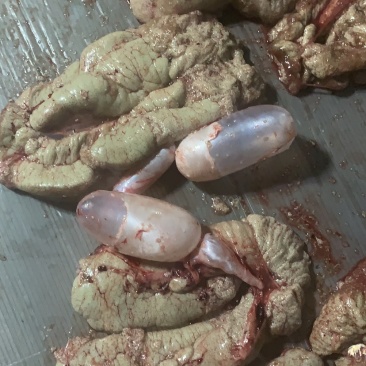 新鲜鲤鱼籽鱼泡现杀现售