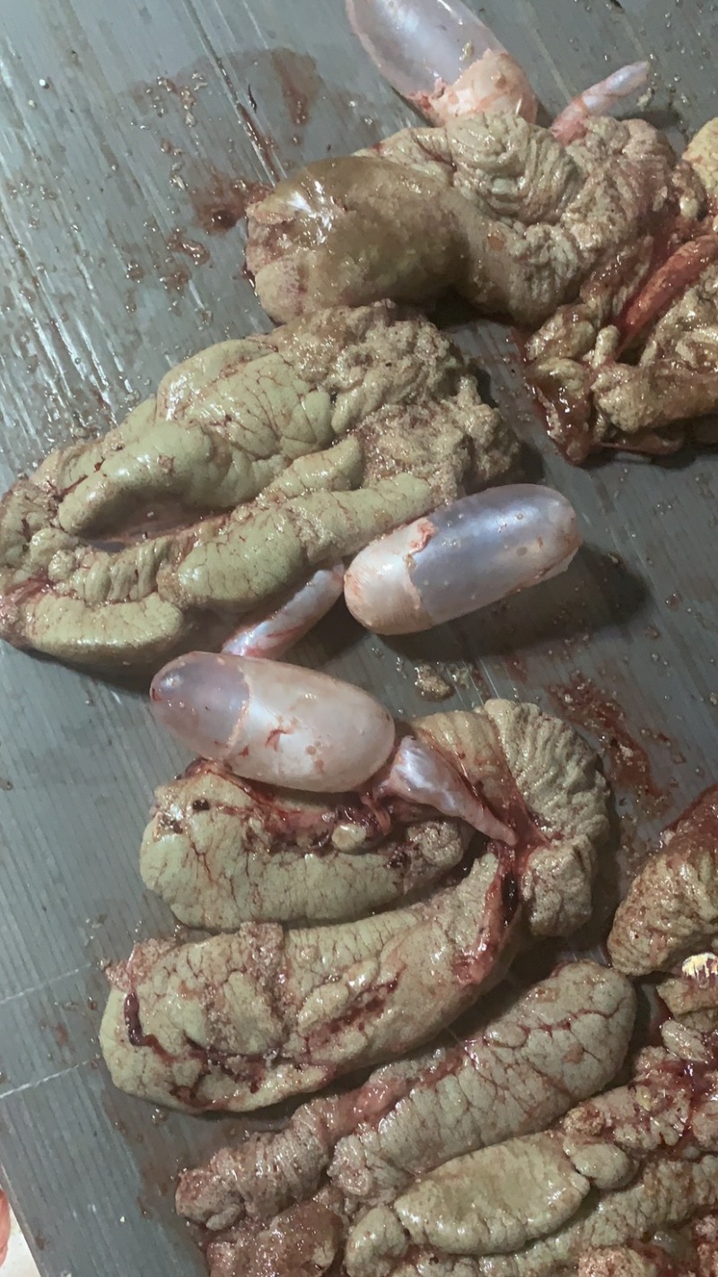 新鲜鲤鱼籽鱼泡现杀现售