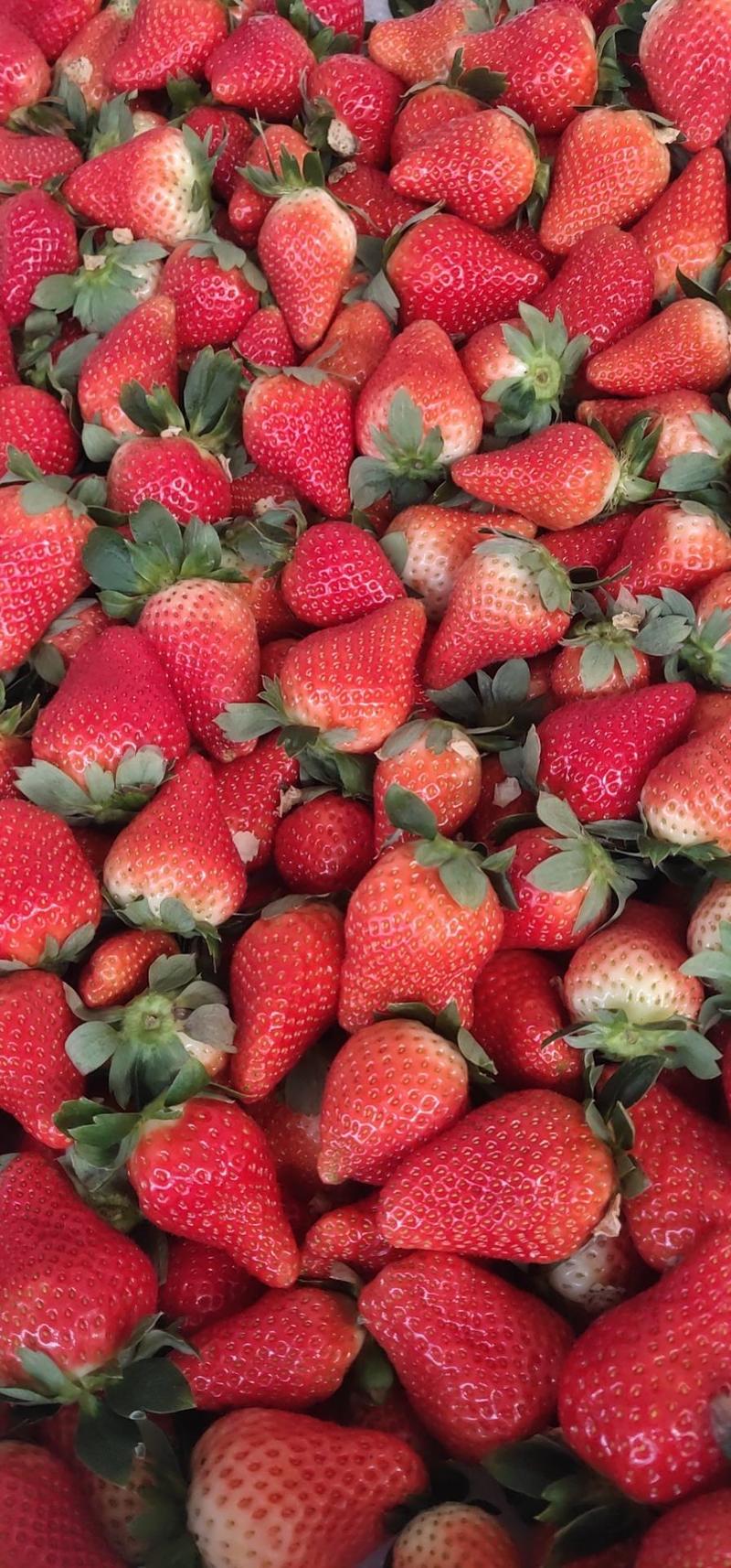 草莓小果20克以下支持电商商场深加工企业