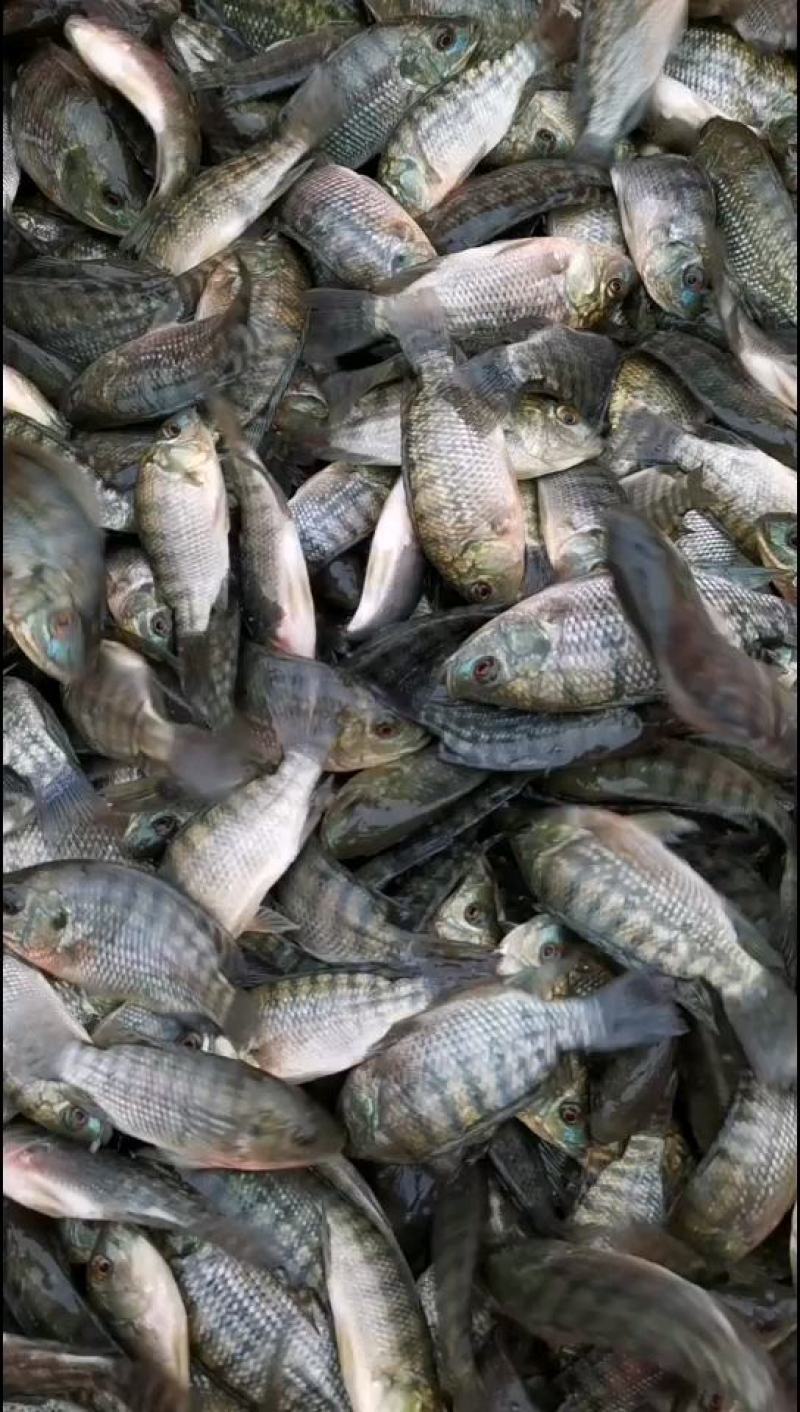 海南，脆肉，正宗宝路全雄单性罗非鱼苗王，苗场直供量大从优