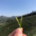 核心产地，正宗安吉白茶，明前头采，量大从优。