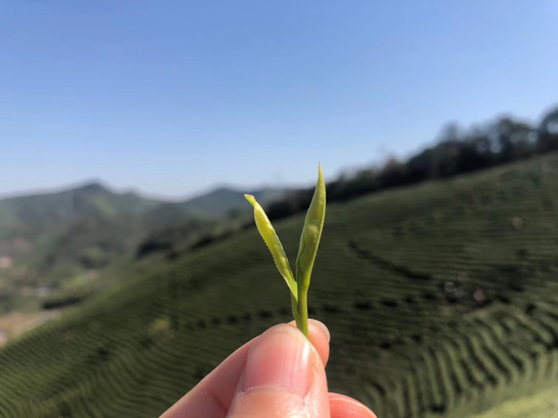 核心产地，正宗安吉白茶，明前头采，量大从优。